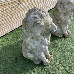 Pair of cast stone garden lions  - THIS LOT IS TO BE COLLECTED BY APPOINTMENT FROM DUGGLEBY STORAGE, GREAT HILL, EASTFIELD, SCARBOROUGH, YO11 3TX