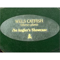 Twenty Four Danbury Mint models of fish, The Angler's Showcase, each with accompanying information card, in wooden wall mounted display shelf, with title plaque, display shelf H61cm L54cm