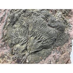 Crinoid sea bed plaque, with two crinoid specimens, probably Scyphocrinites elegans from the Silurian period, H33cm, L24cm