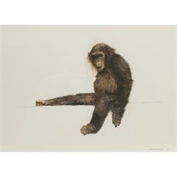 Mark Irving (Northern British Contemporary): Chimpanzee, watercolour signed and dated '97, 28cm x 38cm