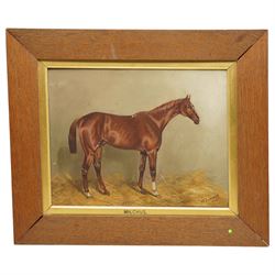 John Charles Tunnard (British 1873-1960): Horse Portrait of Chestnut Thoroughbred 'Malchus' in Stable, oil on canvas signed 1895, 34cm x 44cm