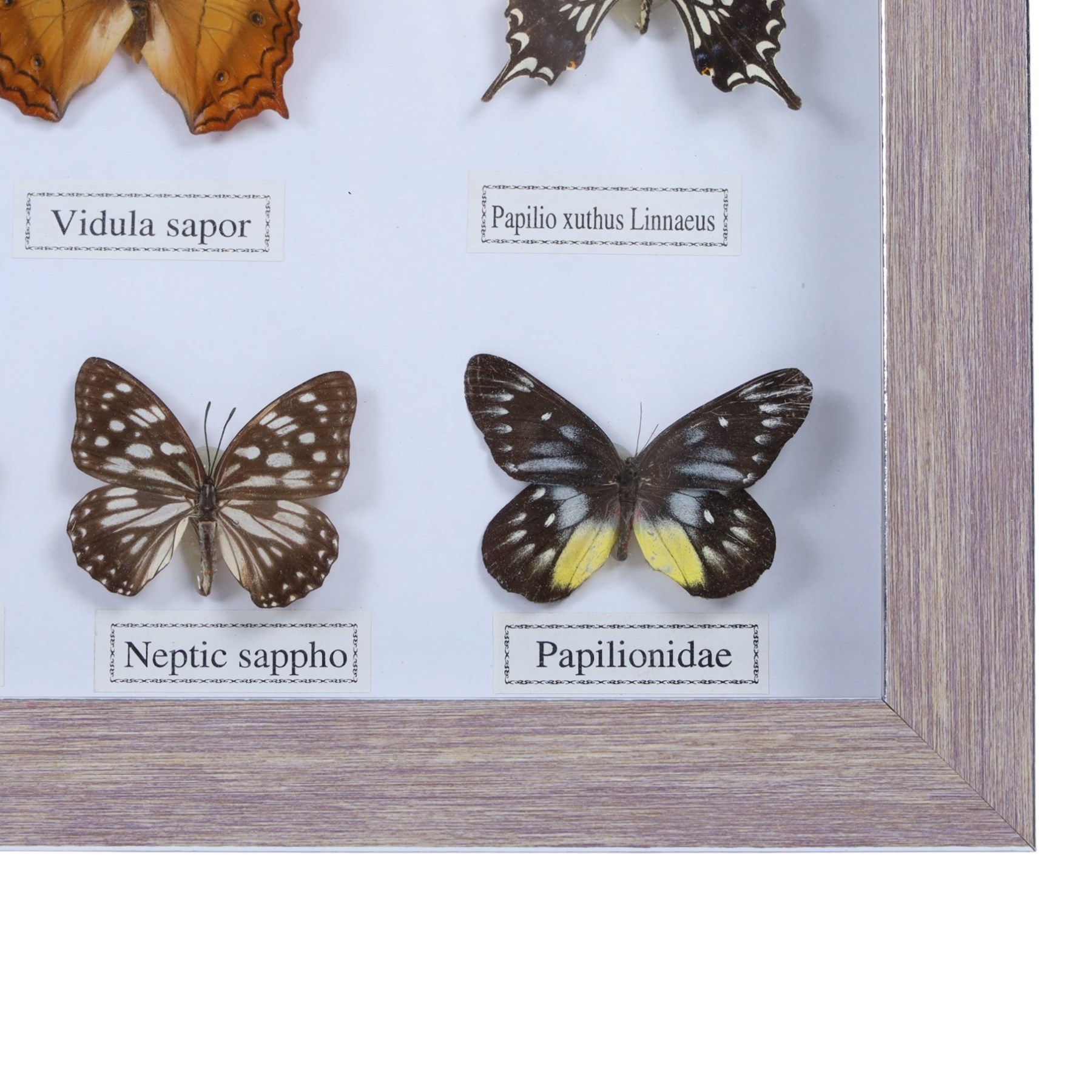 Entomology;  framed butterflies including Vidula sapor, Danidae, Cethosia Bibiis etc, H33cm, L43cm 