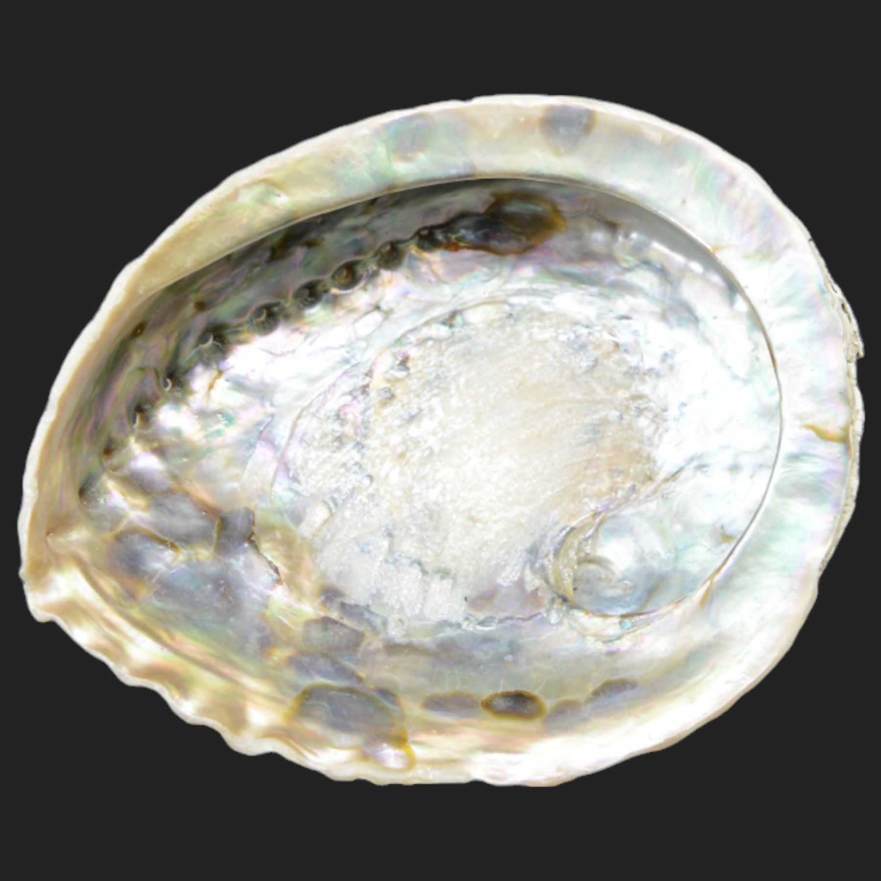 Conchology: including Abalone mother of pearl shell, Lambis shell, four conch shells, and others