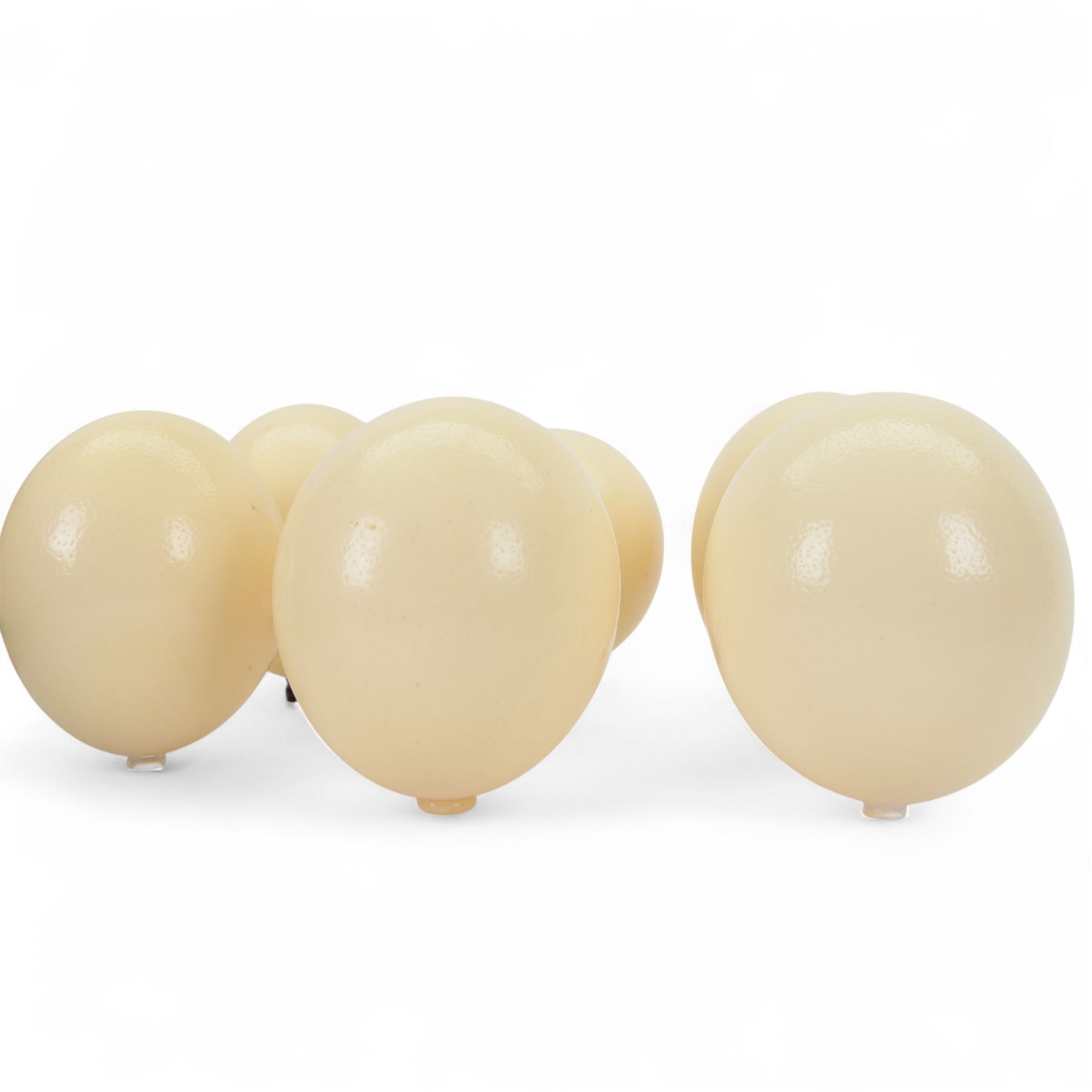 Six blown Ostrich (Struthio) eggs