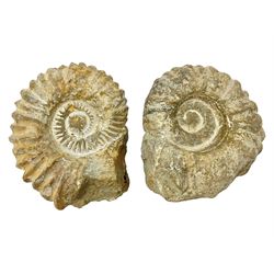 Pair of limestone Ammonite fossils, age; Cretaceous period, location; Morocco, D10cm