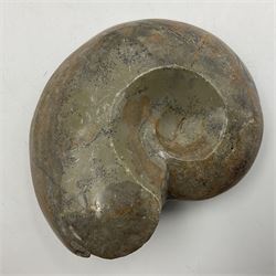 Two polished goniatites, age Devonian period, location Morocco and one polished Nautilus, age Devonian period, location Madagascar, largest D10cm  