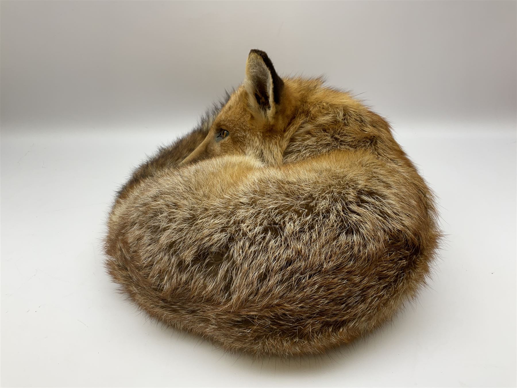 Taxidermy: Fireside red fox (Vulpes vulpes), a full mount adult fox in recumbent position, L44cm. 