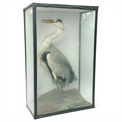 Taxidermy - Grey Heron (Ardea cinerea), full adult mount on naturalistic base in glazed ca...