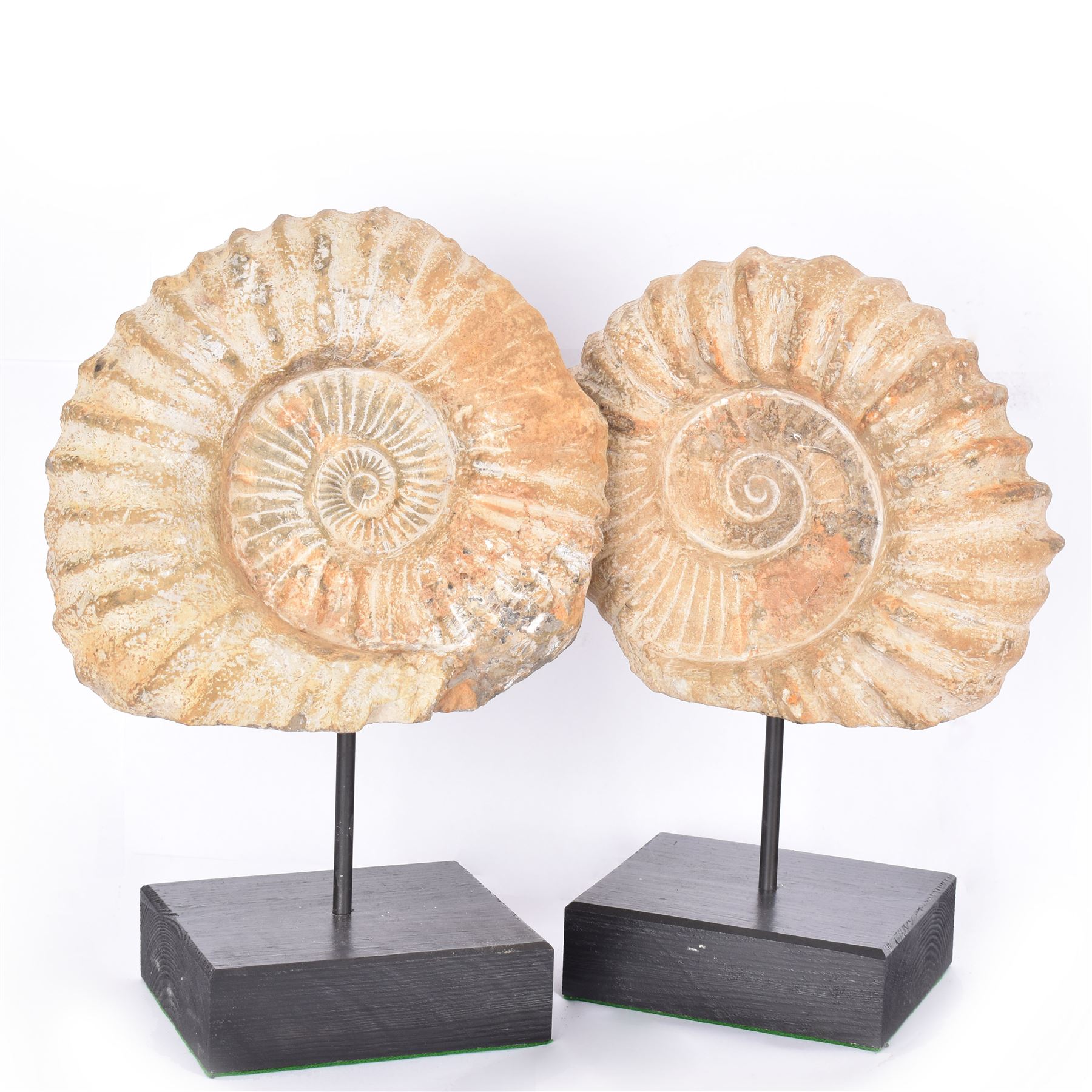 Pair of large ammonite fossil, mounted upon a rectangular wooden base, age; Cretaceous period, location; Morocco, H37cm