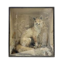 Taxidermy: 19th century cased display Red Fox (Vulpes vulpes), full adult mount in seated position with tail curled in front, in a naturalistic setting, encased within a ebonised single pane display case, H64cm, L58cm