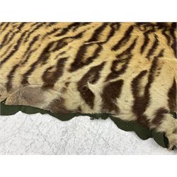 Skins/Hides: Victorian Tiger skin rug (tigris tigris), with green backing with scalloped edges,  L188cm  