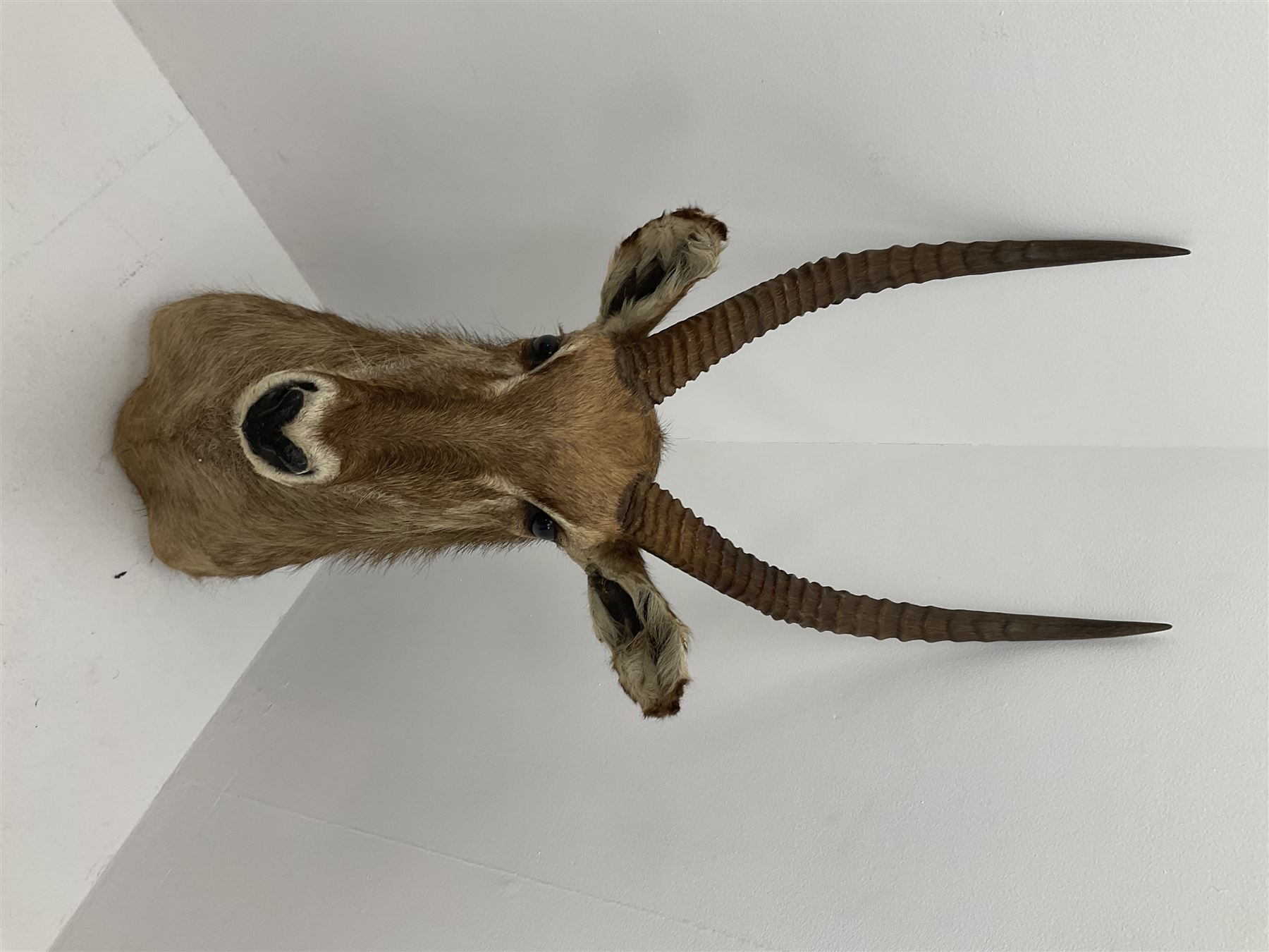 Taxidermy: East African Ellipsen Waterbuck (Kobus ellipsiprymnus), adult male shoulder mount looking straight ahead, approximately H120cm