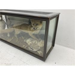 Taxidermy: 19th century cased display Red Fox (Vulpes vulpes) with pray, weasels (Mustela), Great Crested Grebe (Podiceps cristatus), and other birds in a naturalistic setting against a painted backboard, encased within an ebonised three pane display case, H56cm D38cm W113cm