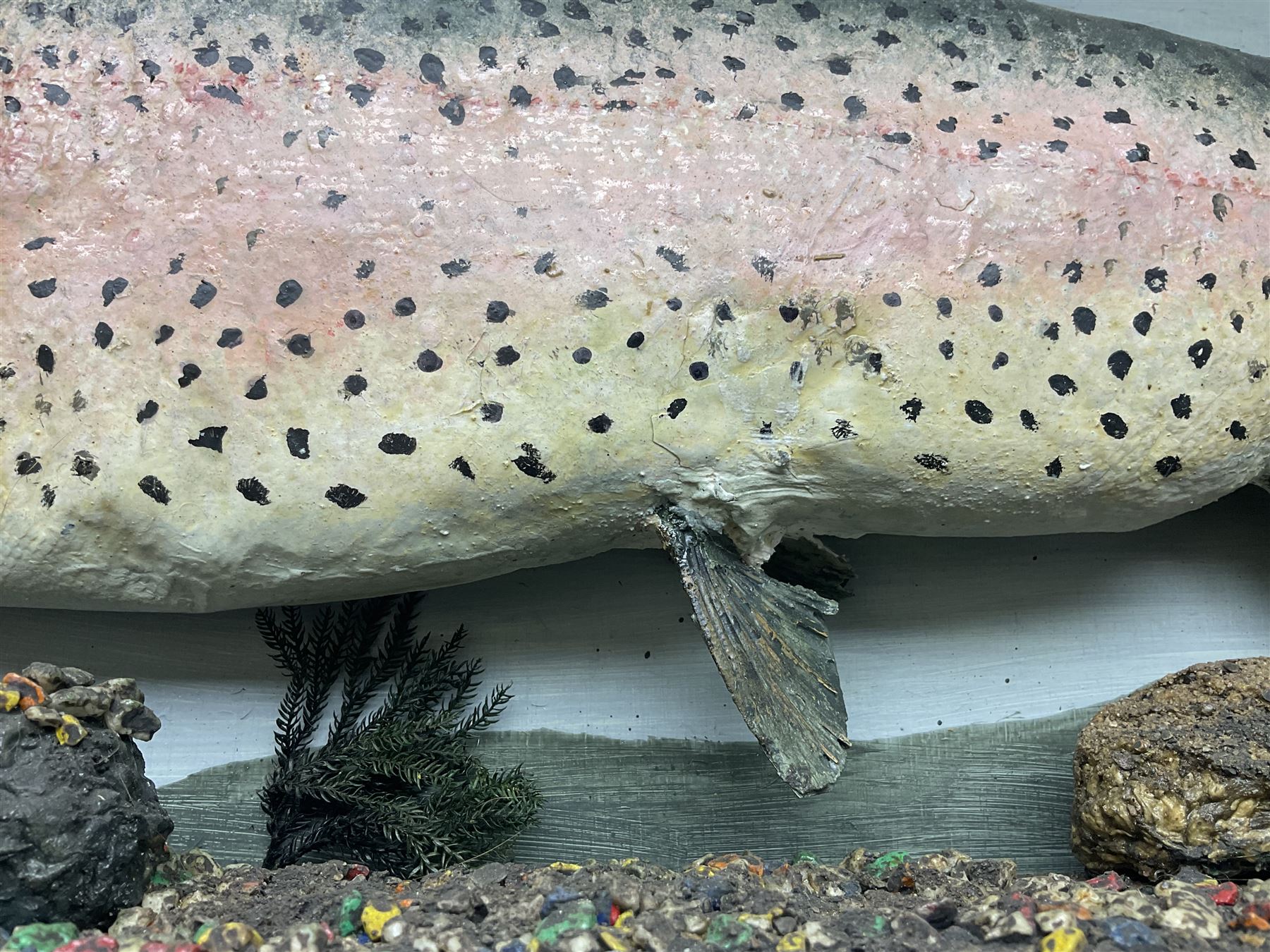 Taxidermy: Rainbow trout (Oncorchynchus mykiss), skin mount set above a pebbled river bed with reeds and grasses, set against blue painted back drop, H34cm, L88cm