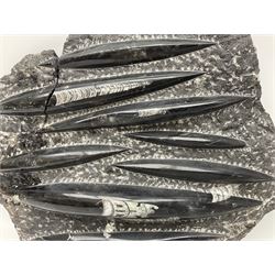 Orthoceras fossil group, age: Devonian period, H33cm, L30cm