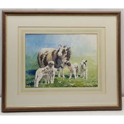 Simon Bull (British 1958-): Ram and Lambs, watercolour signed 27cm x 36cm