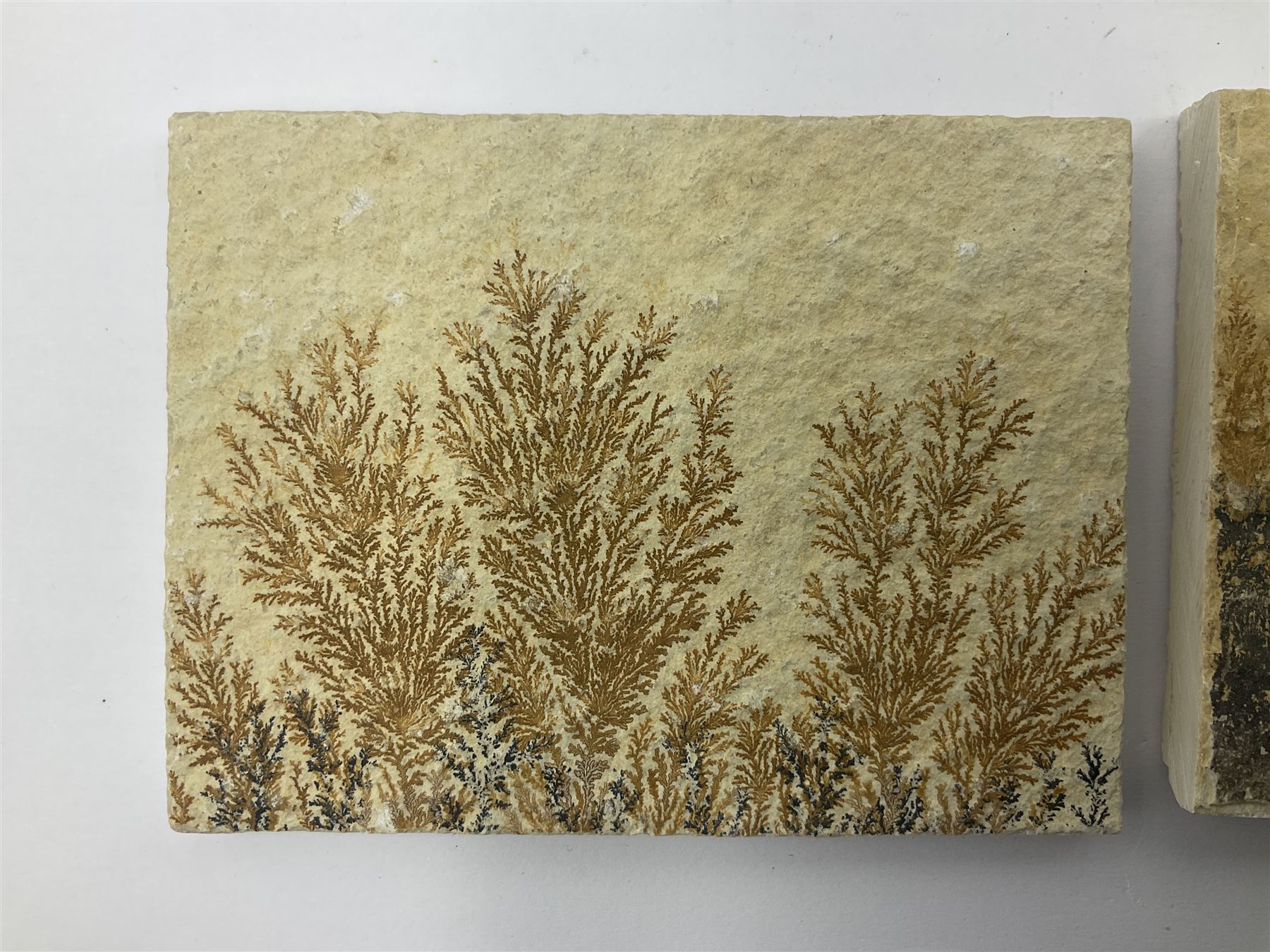 Six dendrite crystals each in an individual sandstone plaque, each plaque H6cm, L8cm