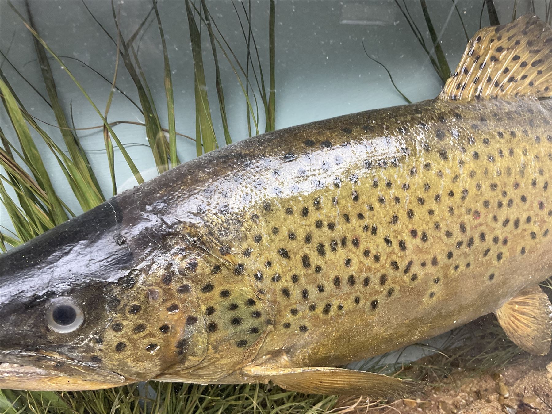 Taxidermy: Brown trout (Salmo trutta), skin mount set above a pebbled river bed with reeds and ferns, against blue painted back drop, enclosed within an ebonised bow-front display case, with 'Costa Beck June 8th 1920, Weight 3 3/4lbs',inscribed to the glass, H31cm, L62cm 