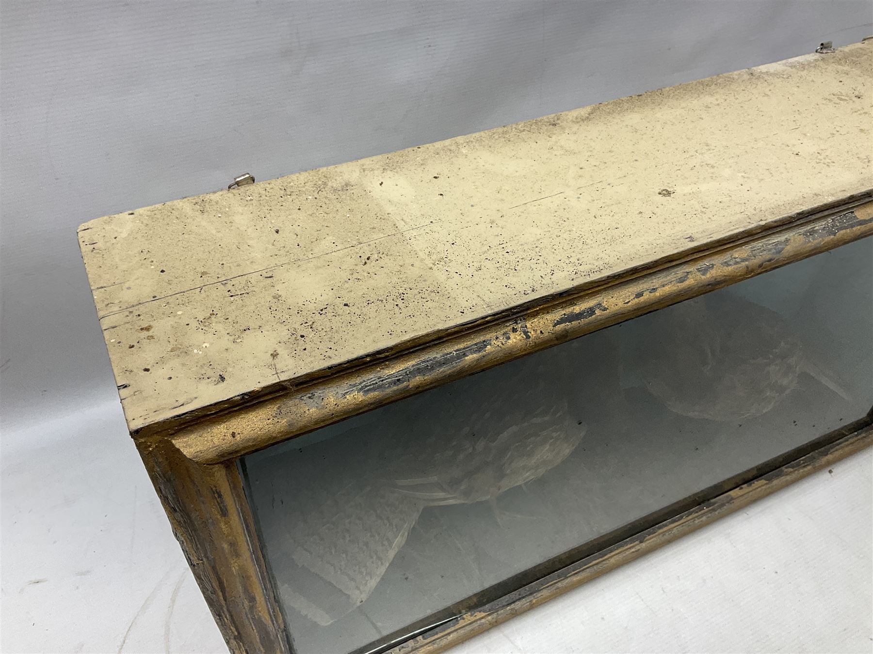 Taxidermy; Cased pair of Ruffed Grouse (Bonasa umbellus), male and female adult mounts, in a naturalistic setting, encased within a single pane display case, H39cm, L68cm