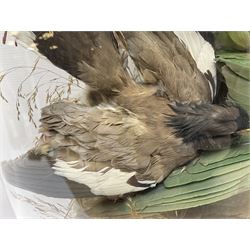 Taxidermy; large Victorian domed taxidermy diorama study of birds, with seventeen specimens including Ring Necked Parakeet, Blue Winged Warbler and Blackbird, the glass dome upon an ebonised wooden base, H77cm, W44cm