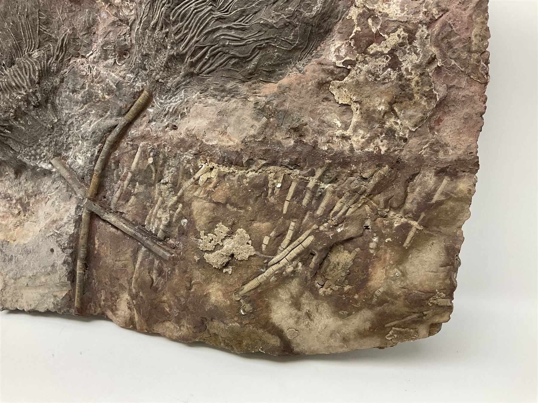 Crinoid sea bed plaque, with two crinoid specimens, probably Scyphocrinites elegans from the Silurian period, H39cm, L61cm