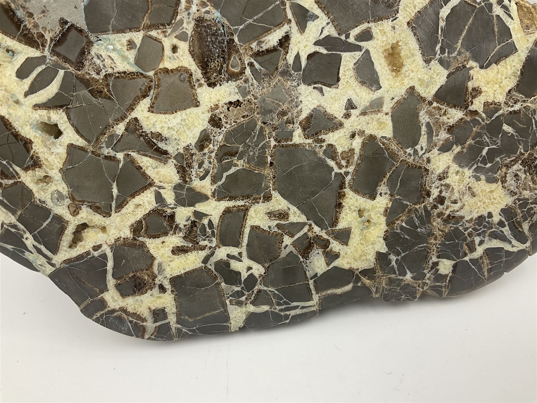 Septarian slice, polished, with a calcite centre and argonite/siderite lines within limestone rock, L26cm, W19cm
