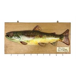 Plaster model of brown trout '2 1/2lb caught at Wrench Green, river Derwent by A R Warren 2nd August 1964', on a rectangular wooden plaque with hooks beneath, L51.5cm, H25cm 