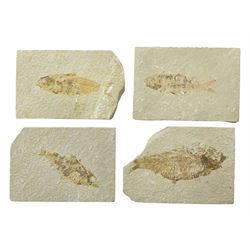 Four fossilised fish (Knightia alta) each in an individual matrix, age; Eocene period, location; Green River Formation, Wyoming, USA, largest matrix H9cm, L12cm