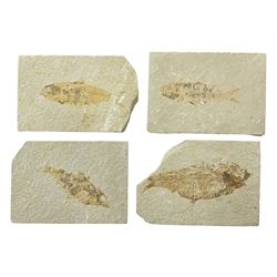  Four fossilised fish (Knightia alta) each in an individual matrix, age; Eocene period, location; Green River Formation, Wyoming, USA, largest matrix H9cm, L12cm