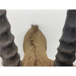 Taxidermy: Fringed-eared oryx (Oryx beisa callotis), circa 1960, by Rowland Ward Ltd,  adult male shoulder mount looking straight ahead, D62cm