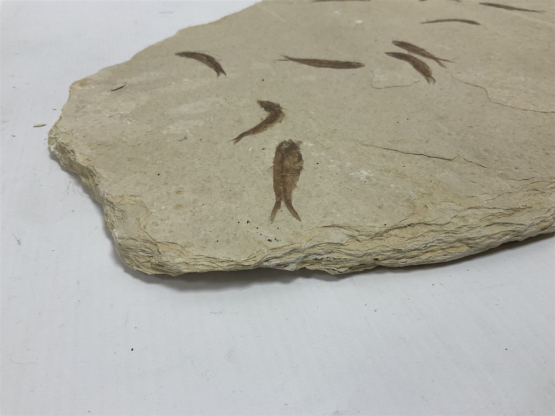 Fossilised fish group in a single matrix; shoal of fossilised fish (Knightia alta), age; Eocene period, location; Green River Formation, Wyoming, USA, matrix L71cm, H46cm