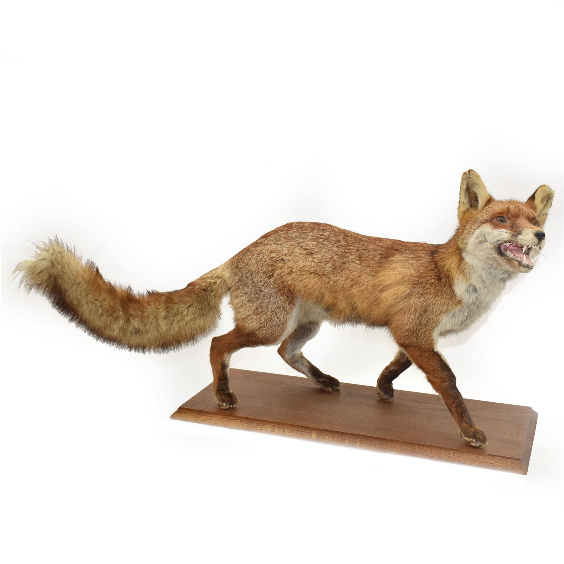 Taxidermy: Red Fox (Vulpes vulpes), full adult mount stood with mouth agape and mounted on an oak stepped plinth, H49cm