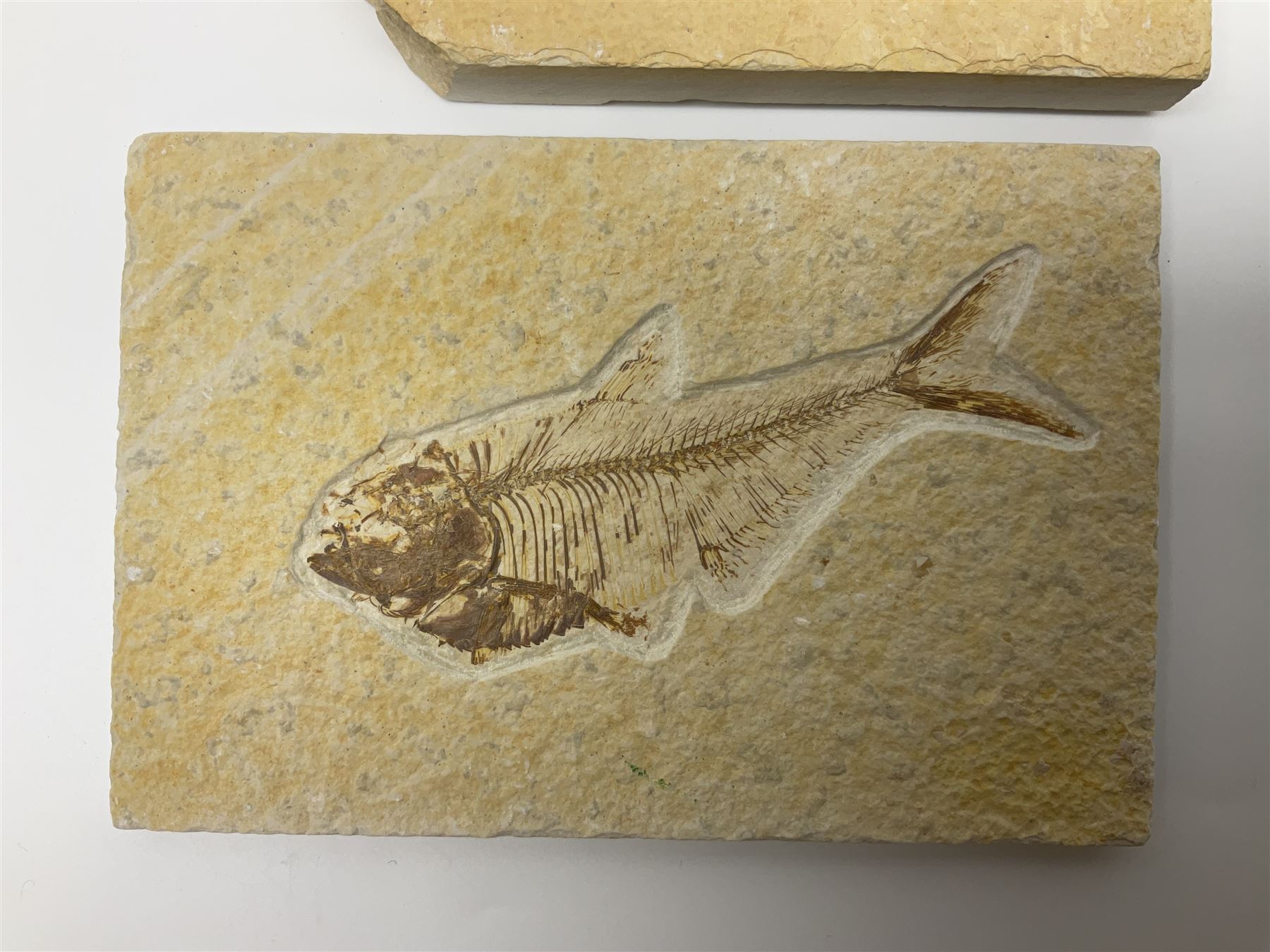 Two fossilised fish (Knightia alta) each in an individual matrix, age; Eocene period, location; Green River Formation, Wyoming, USA, largest matrix H8cm, L16cm