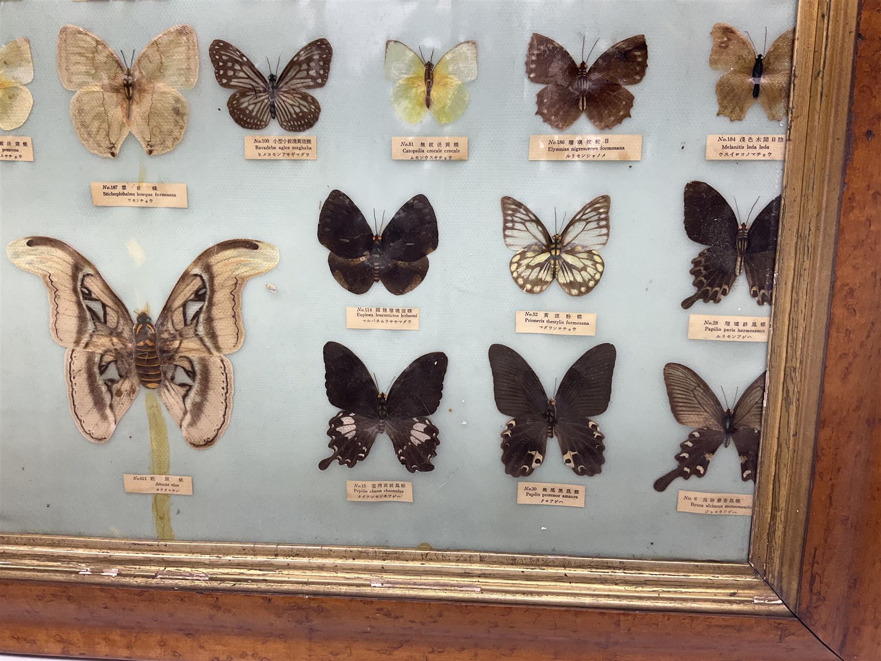Taiwanese butterfly identification poster inscribed 