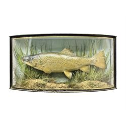 Taxidermy: Brown trout (Salmo trutta), skin mount set above a pebbled river bed with reeds and ferns, against blue painted back drop, enclosed within an ebonised bow-front display case, with 'Costa Beck June 8th 1920, Weight 3 3/4lbs',inscribed to the glass, H31cm, L62cm 