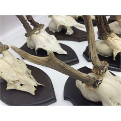 Antlers/Horns: Roe Deer (Capreolus capreolus) ten pairs of roe deer antlers mounted upon wooden shields, shield H20cm 