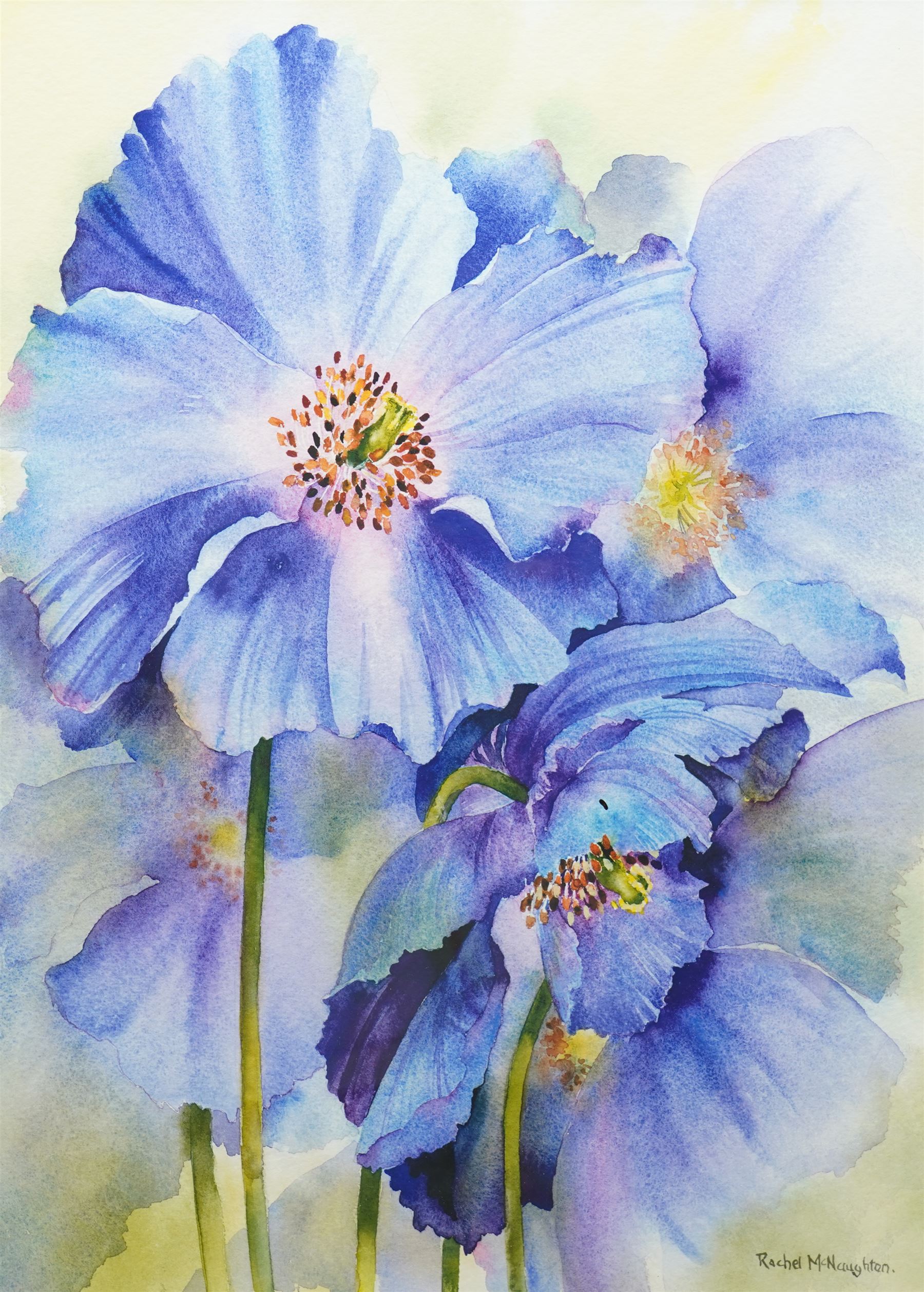 Rachel McNaughton (British Contemporary): Still Life of Purple Flowers, watercolour signed 49cm x 36cm 