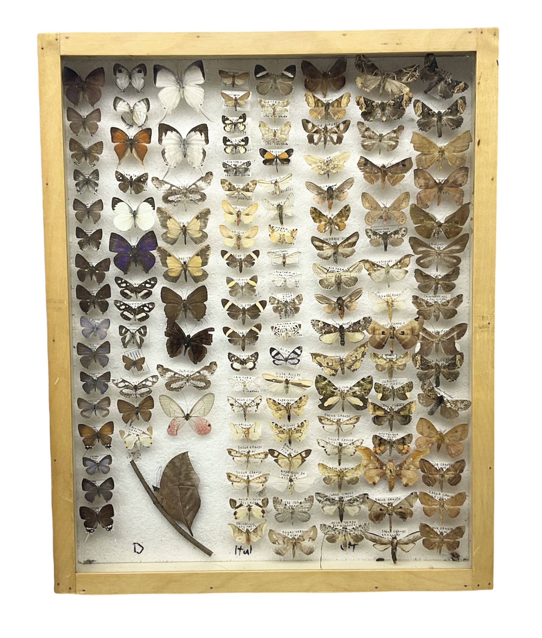 Entomology: Glazed entomology collector's drawer display of African and Asian butterflies and moths, a colourful display of one hundred and twenty six assorted specimens, collected from various regions of Africa and Asia, each with attached data labels, H50cm, W40cm