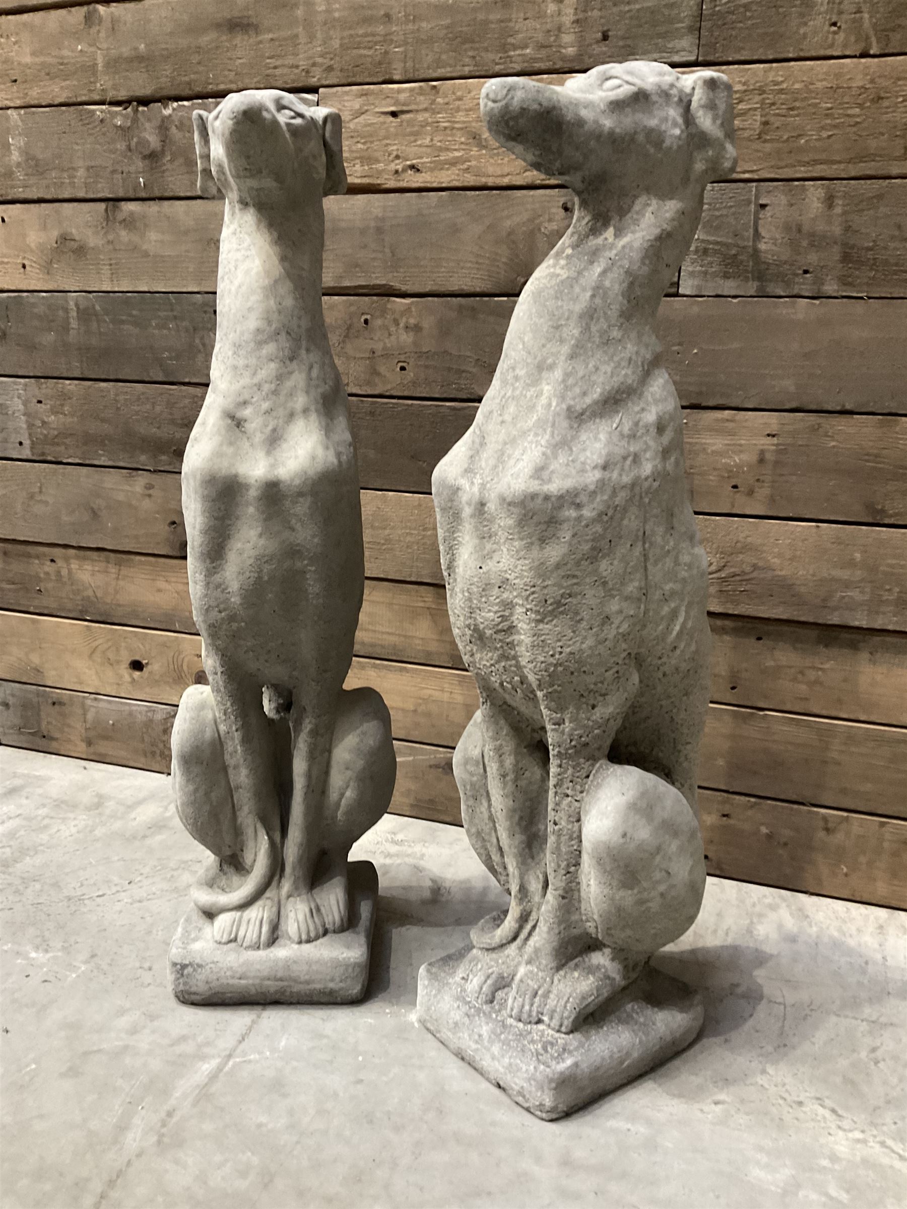 Pair of cast stone seated greyhounds, on square plinth base