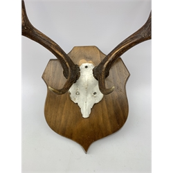Shield mounted Fallow deer (Dama Dama) skull with antlers, maximum span 60cm H70cm