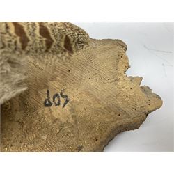 Taxidermy: Female green-winged teal duck (Anas carolinensis), on open display upon tree mount detailed with moss H15.5cm, together with gray partridge (Perdix perdix), on open display upon tree mount detailed with moss, H16cm and a cased young guillemot, standing on a naturalistic base, encased within a five pane display case, H27cm. 