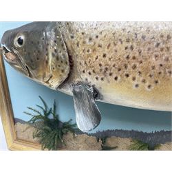 Taxidermy: Brown trout (Salmo trutta), skin mount on open display set against blue painted back drop with a gilt frame, H55cm, L89cm 