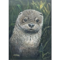 Dick Twinney (British 1943-): Otter Pup in Reeds, gouache signed 39cm x 28cm