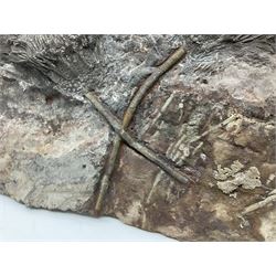 Crinoid sea bed plaque, with two crinoid specimens, probably Scyphocrinites elegans from the Silurian period, H39cm, L61cm