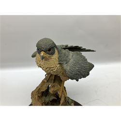 Country Artists figure of a peregrine falcon ' Lord of the Skies ' by David Ivey, limited edition, H44cm, together with two Sherratt and Simpson figures, both of peregrine falcons perched on branches. 