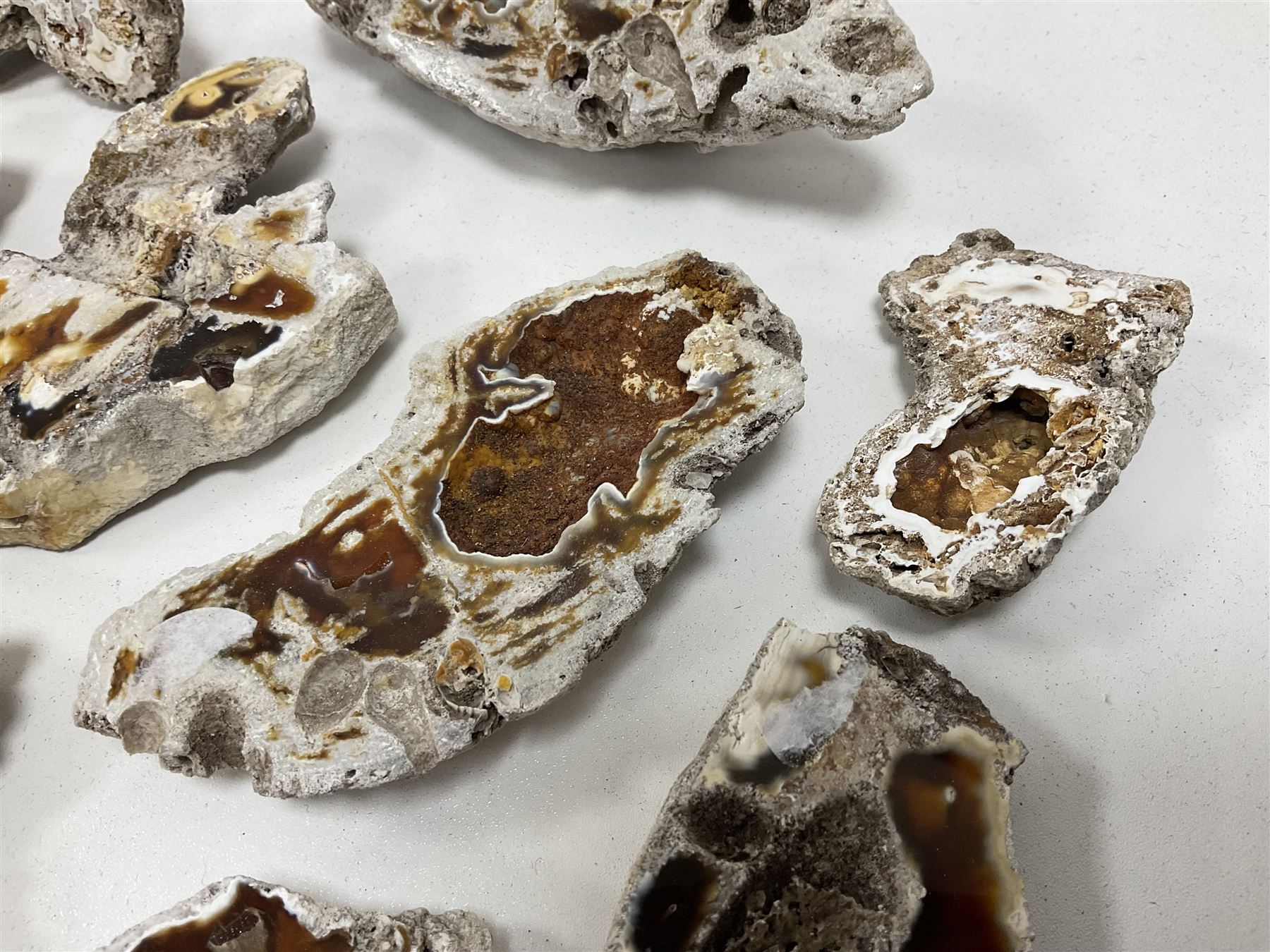 Large collection of Agatized Coral, largest H11cm (12)