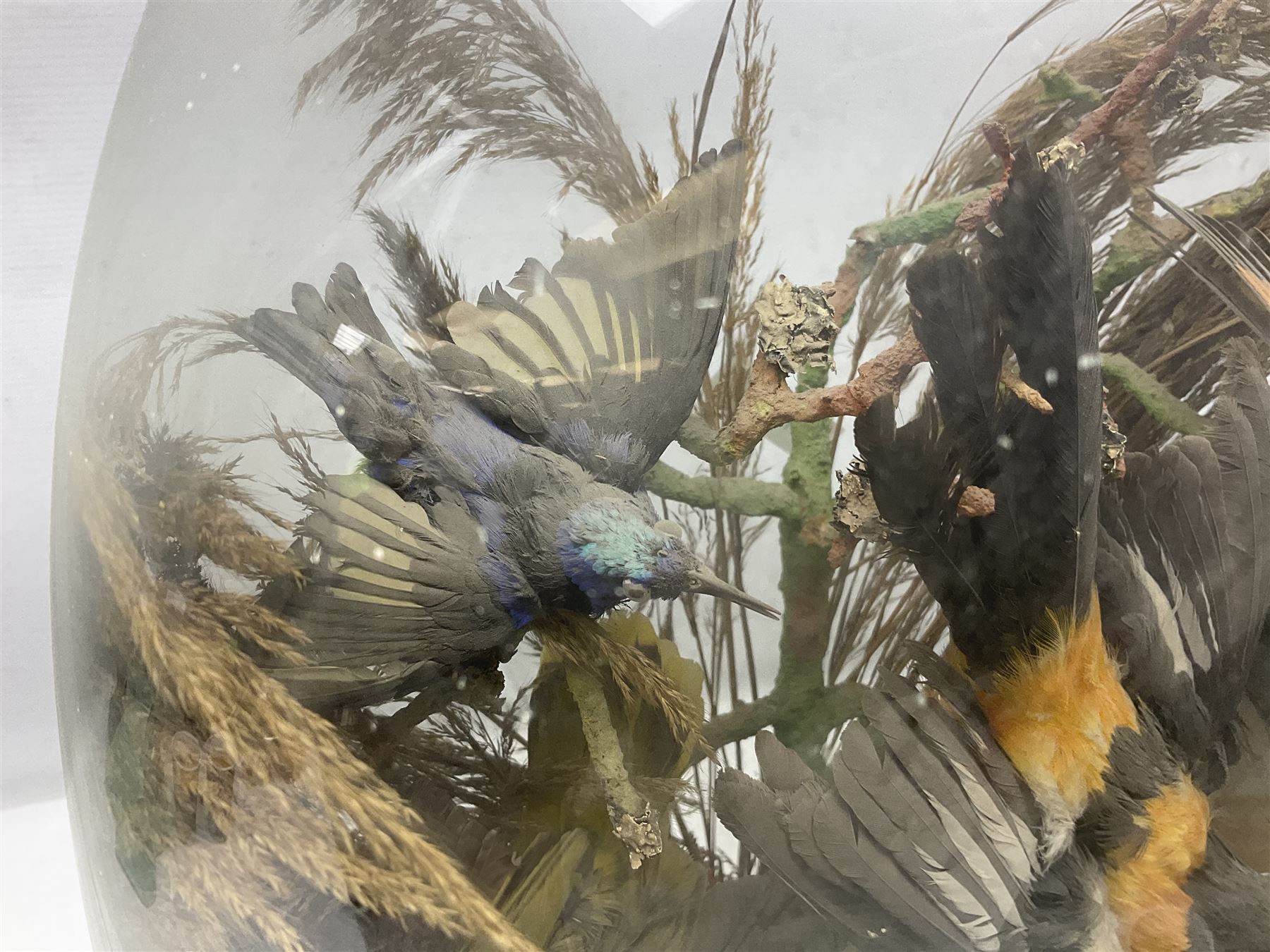 Taxidermy: late Victorian tropical bird diorama, containing several tropical birds to include, Black-headed Oriole (Oriolus Larvatus), Siskin (spinus), Green Honeycreeper (Chlorophanes spiza), each perched on branches, on an oval ebonised base, within a glass dome, H62cm, L40cm