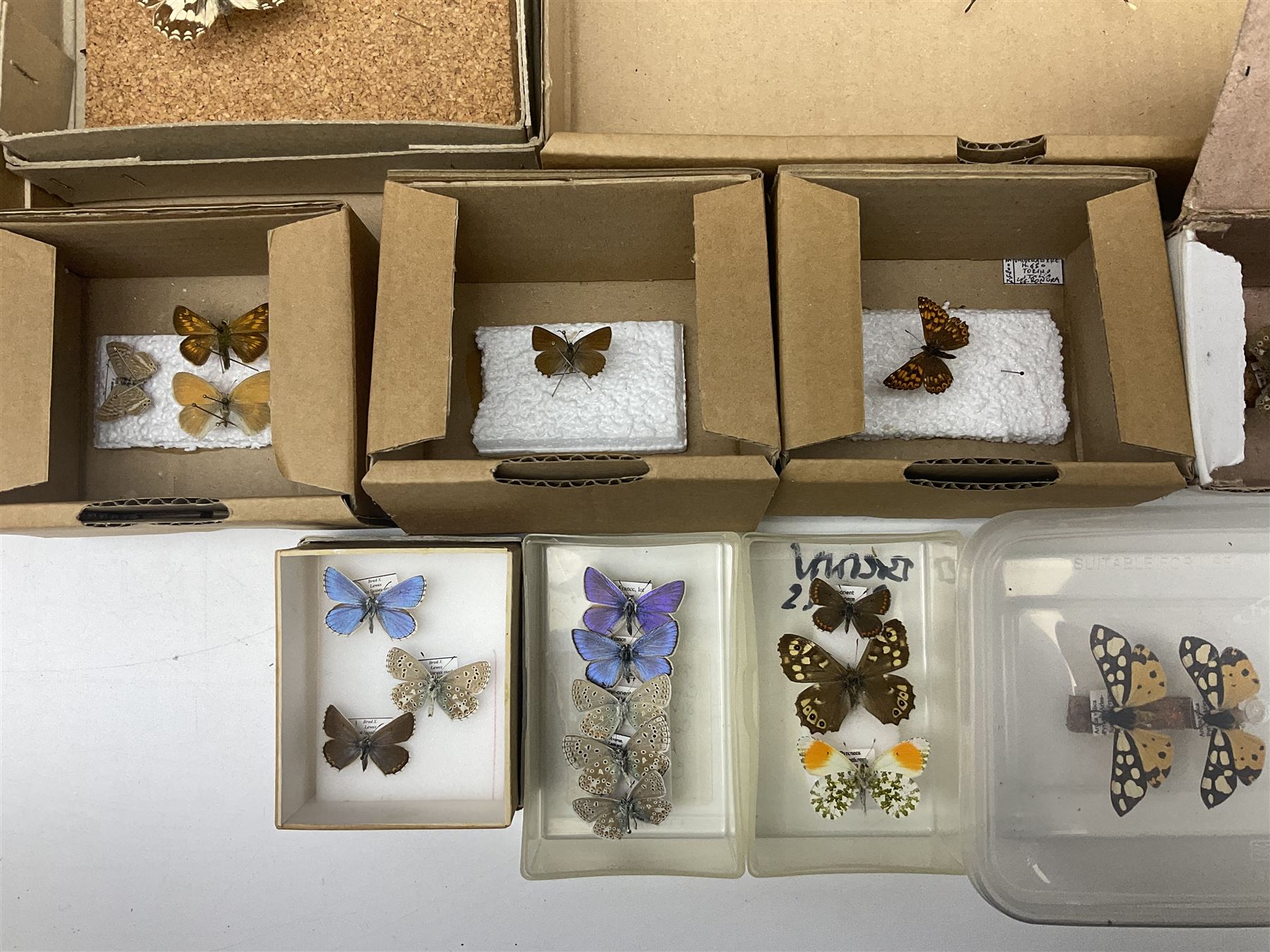 Entomology; large collection of pinned butterflies and moths, to include Cream-spotted Tiger moth, Adonis Blue butterfly, Orange tip butterfly, Swallowtail butterfly etc  