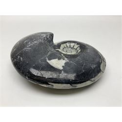 Polished Goniatite; Devonian period, H13cm, L16cm 