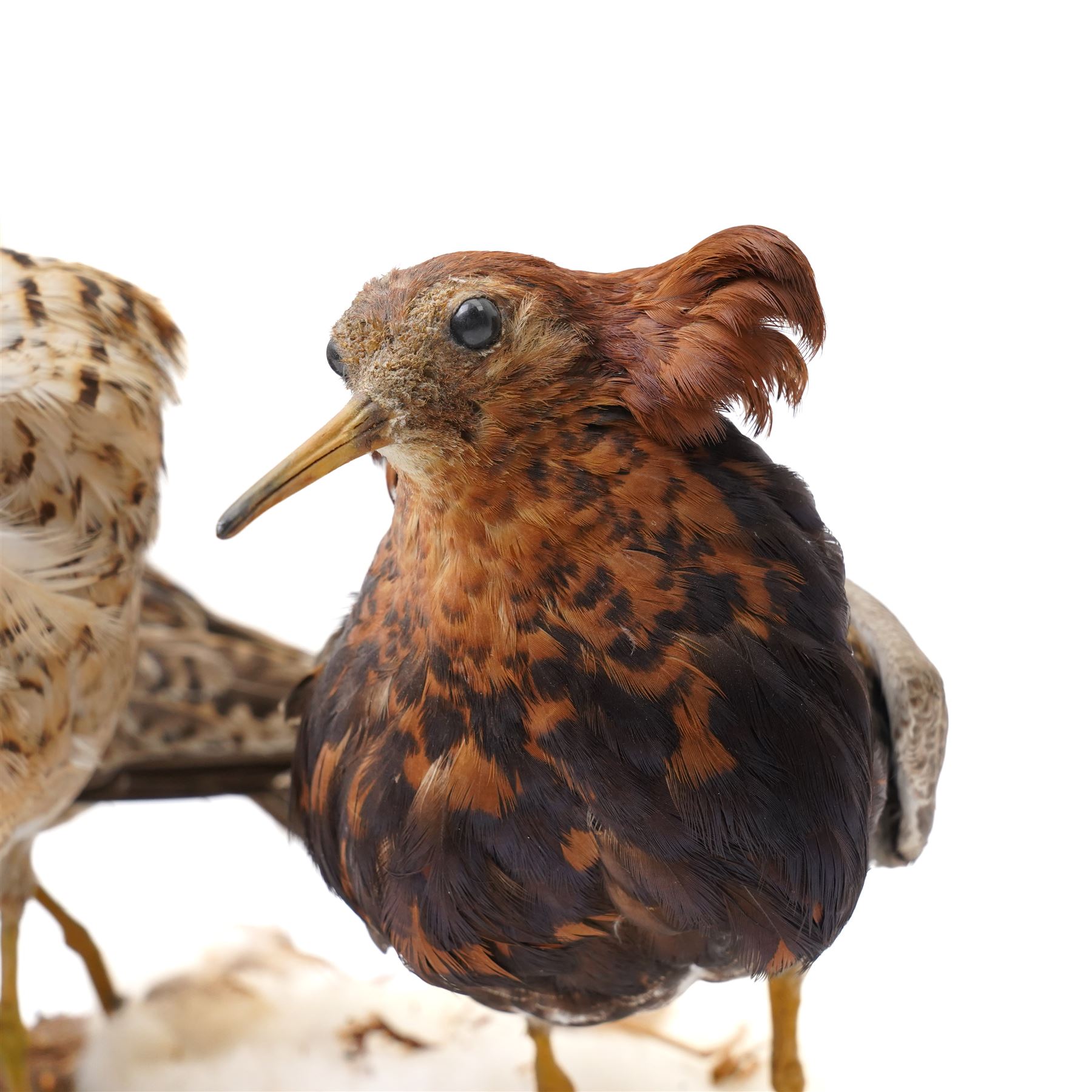 Taxidermy - Ruff (Calidris Pugnax), three adult mounts on naturalistic base, including base H24cm